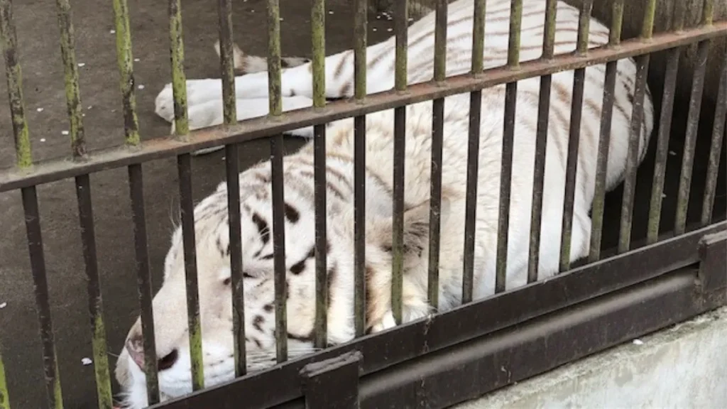 宇都宮動物園　ホワイトタイガー