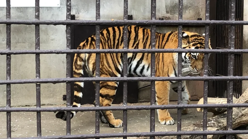 宇都宮動物園　トラ