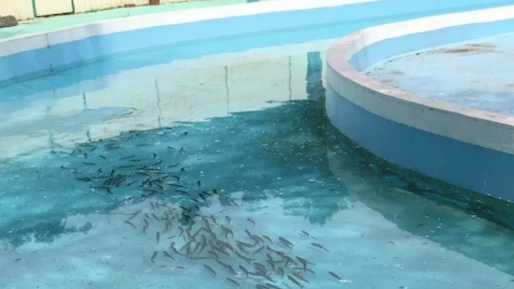 宇都宮動物園　にじます釣り