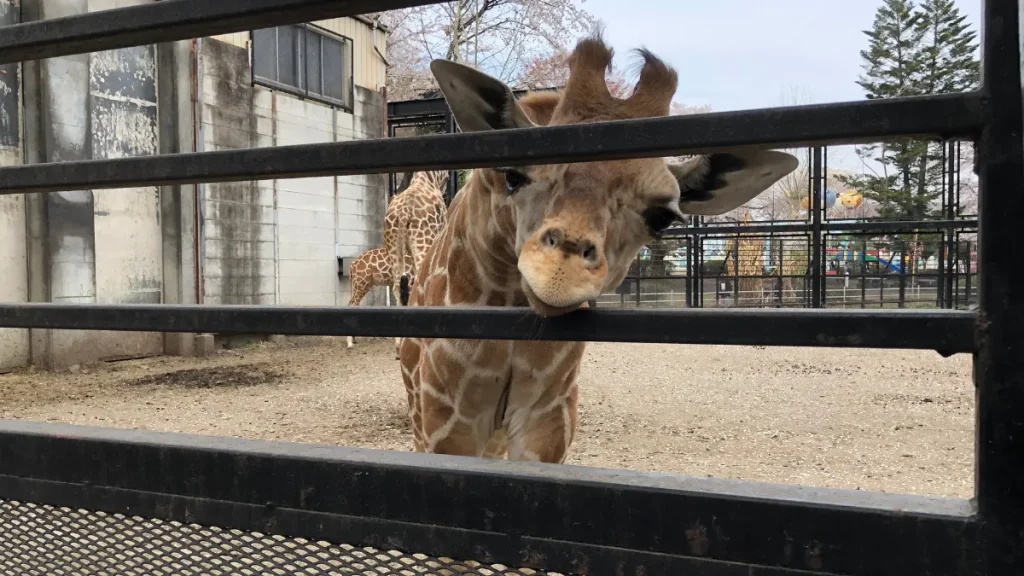 宇都宮動物園　キリン