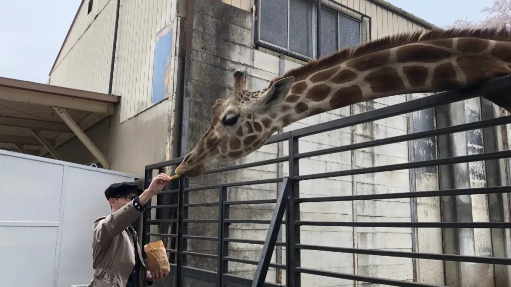 宇都宮動物園　キリンえさやり