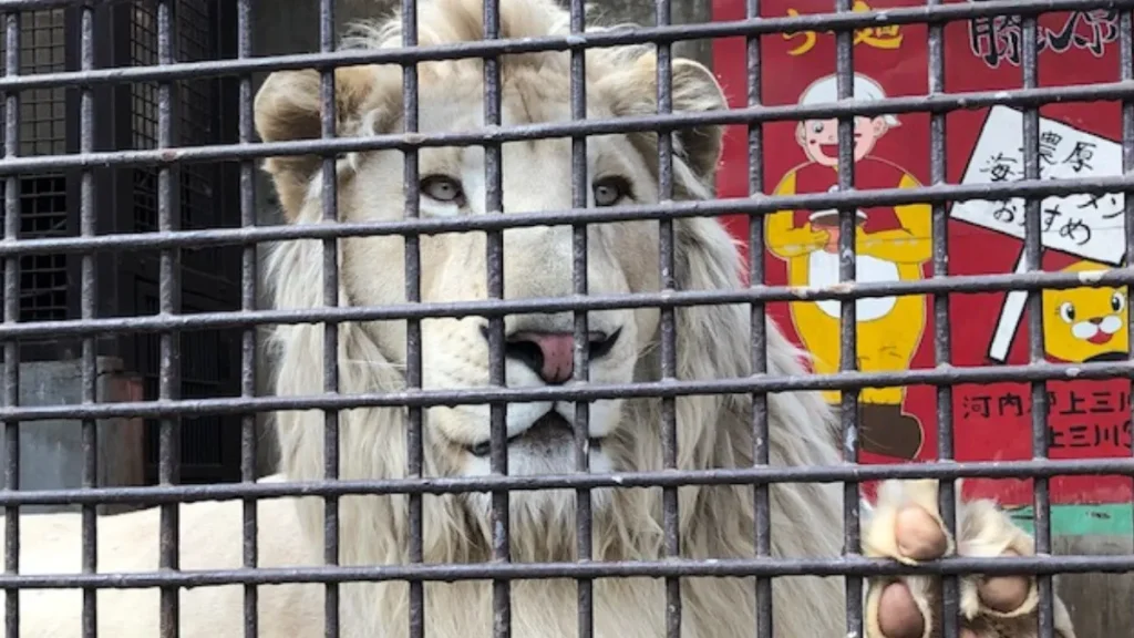 宇都宮動物園　ホワイトライオン