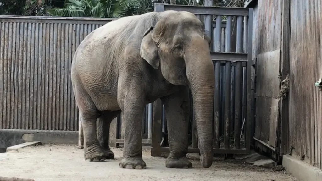 宇都宮動物園　ゾウ